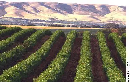 Adelaide to McLaren Vale Wine Tasting Experience
