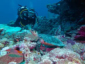 Dive The Muiron Islands from Exmouth | Certified & Intro Dives