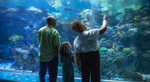 Explore Aquarium of the Pacific – Los Angeles Admission Tickets