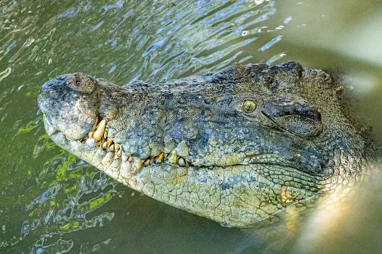 Get Up Close with a Giant Saltwater Crocodile
