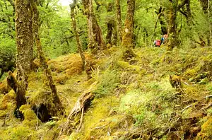 Mount Aspiring Canyoning Tour - Full Day