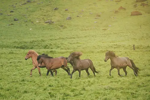 Mountains and Meadows Horseback Tour