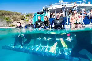 Great Keppel Island Coral & Marine Combo Tour