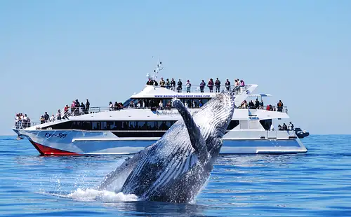 PREMIUM Whale Watching Adventure | Self drive or Transfers from CBD