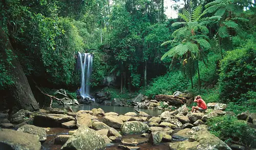 Tamborine Mountain - Hop On Hop Off + Glow Worms & Rainforest Skywalk From Brisbane or Gold Coast