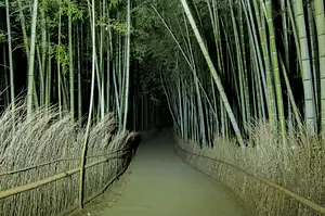 Ghost Hunting In The Bamboo Forest Arashiyama At Night