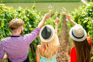 Mount Tamborine Wine Tour & Gourmet Lunch with Hop-on Hop-off bus | Gold Coast