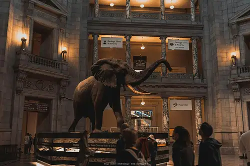 Private Smithsonian Museums Tour: American & Natural History Experience