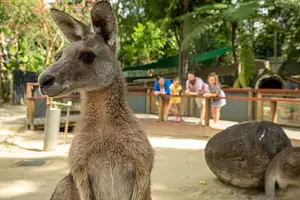 Kuranda Koala Gardens | Friends in the Rainforest Package