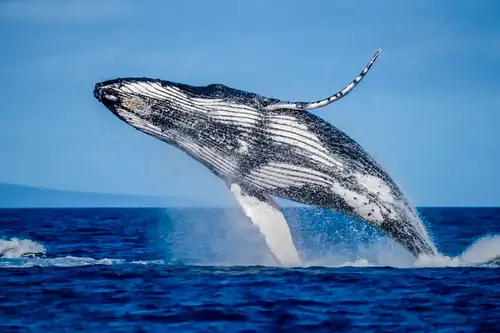 Mooloolaba Whale Watching 2 Hour Experience | Small Group Tour