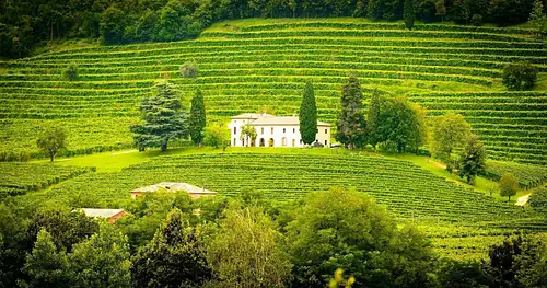 Willamette Valley Wine Tasting Day Tour from Portland