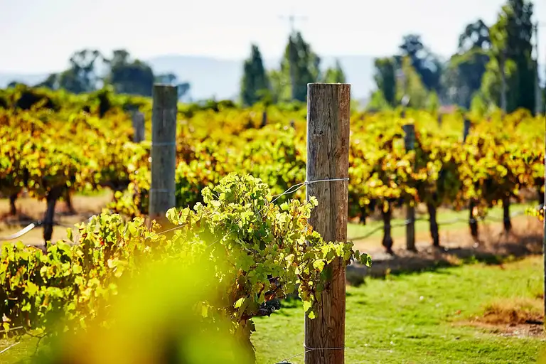 Perth Swan Valley Cruise with Wine Tasting and Lunch
