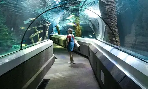 Sea Life Sunshine Coast - General Admission